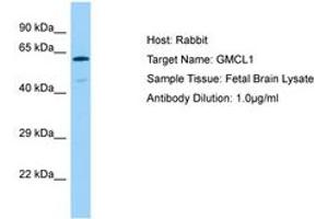 Image no. 1 for anti-Germ Cell-Less, Spermatogenesis Associated 1 (GMCL1) (AA 41-90) antibody (ABIN6750100)