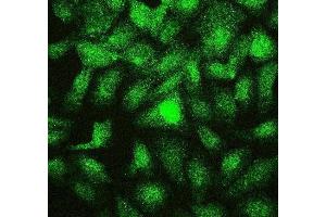 IF analysis of PTBP2 using anti-PTBP2 antibody (ABIN7599452). (PTBP2 antibody  (AA 1-504))