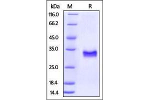 Rhesus macaque CD40, His Tag on SDS-PAGE under reducing (R) condition. (CD40 Protein (CD40) (AA 21-193) (His tag))