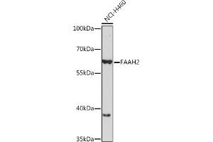 Western blot analysis of extracts of NCI-H460 cells, using F Rabbit pAb (ABIN7267149) at 1:1000 dilution. (FAAH2 antibody)