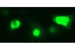 Image no. 3 for anti-Interleukin 1, beta (IL1B) antibody (ABIN1498872) (IL-1 beta antibody)
