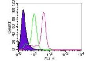 Image no. 2 for anti-Caspase 8 (CASP8) (AA 217-222) antibody (ABIN207902) (Caspase 8 antibody  (AA 217-222))