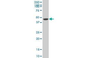 SIRPA monoclonal antibody (M10), clone 4C7 Western Blot analysis of SIRPA expression in NIH/3T3 . (SIRPA antibody  (AA 28-507))