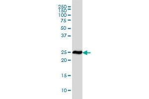 RPL19 monoclonal antibody (M01), clone 3H4 Western Blot analysis of RPL19 expression in HeLa . (RPL19 antibody  (AA 1-100))