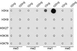 Dot-blot analysis of all sorts of methylation peptides using MonoMethyl-Histone H3-K4 antibody (ABIN1872994). (Histone 3 antibody  (H3K4me))
