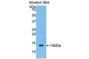 Detection of Recombinant IL8, Gallus using Polyclonal Antibody to Interleukin 8 (IL8) (IL-8 antibody  (AA 17-103))