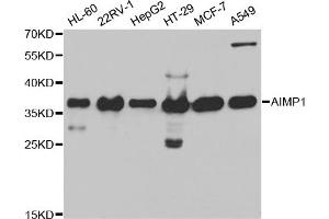 Western Blotting (WB) image for anti-Aminoacyl tRNA Synthetase Complex-Interacting Multifunctional Protein 1 (AIMP1) antibody (ABIN1876489) (AIMP1 antibody)