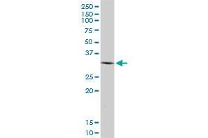 SIP1 MaxPab polyclonal antibody. (SIP1 antibody  (AA 1-280))