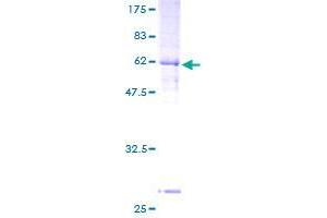 GPRC5B Protein (AA 29-403) (GST tag)