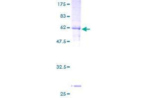 GPRC5B Protein (AA 29-403) (GST tag)