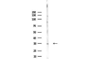 Western blot analysis of lysates from Rat brain, using ICAD Antibody at 1/1000 dilution.