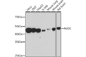 Western blot analysis of extracts of various cell lines, using NUDC Rabbit mAb (ABIN7269066) at 1:1000 dilution. (NUDC antibody)