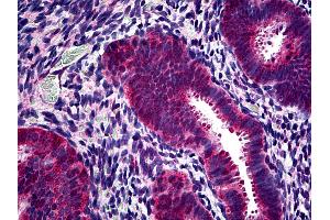 Anti-PHPT1 antibody IHC of human uterus. (PHPT1 antibody  (N-Term))
