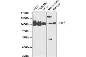 Western blot analysis of extracts of various cell lines, using FXR2 antibody (ABIN6133713, ABIN6140833, ABIN6140834 and ABIN6218331) at 1:1000 dilution. (FXR2 antibody  (AA 550-650))