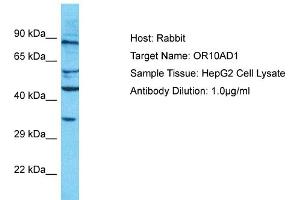 Host: Rabbit Target Name: OR10AD1 Sample Type: HepG2 Whole Cell lysates Antibody Dilution: 1.
