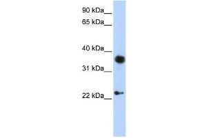 Western Blotting (WB) image for anti-Engrailed Homeobox 1 (EN1) antibody (ABIN2460136) (EN1 antibody)