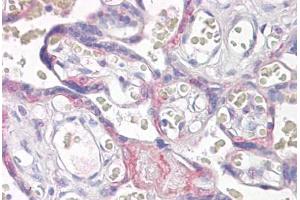 Anti-VPS41 antibody IHC staining of human placenta.
