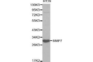 Western blot analysis of HT29 cell lysate using MMP7 antibody. (MMP7 antibody  (AA 18-267))
