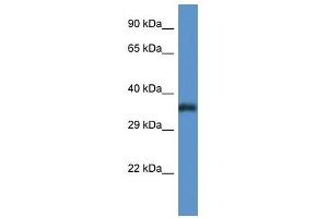 Western Blot showing PIGC antibody used at a concentration of 1 ug/ml against Fetal Lung Lysate (PIGC antibody  (C-Term))