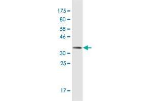 Western Blot detection against Immunogen (38. (PI3 antibody  (AA 1-117))