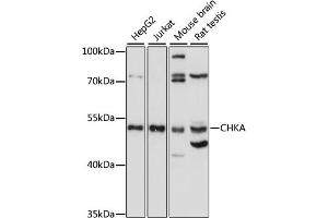 Western blot analysis of extracts of various cell lines, using CHKA antibody (ABIN7266342) at 1:1000 dilution. (Choline Kinase alpha antibody  (AA 1-170))