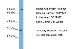 WB Suggested Anti-PHYH  Antibody Titration: 0. (PHYH antibody  (N-Term))
