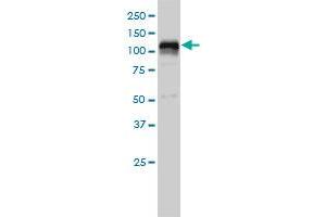 HDAC7A monoclonal antibody (M01), clone 2B11-1C1 Western Blot analysis of HDAC7A expression in K-562 . (HDAC7 antibody  (AA 1-276))