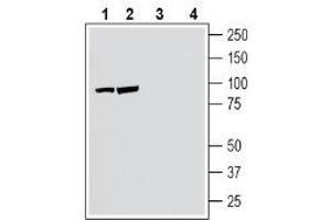 Western blot analysis of human SH-SY5Y neuroblastoma cell line lysate (lanes 1 and 3) and human Jurkat T-cell leukemia cell line lysate (lanes 2 and 4):1-2. (Neuronal Pentraxin Receptor (NPTXR) Peptide)