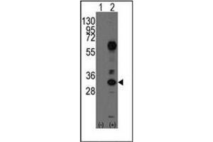 Image no. 1 for anti-CD8 (CD8) (AA 66-96), (N-Term) antibody (ABIN356887) (CD8 antibody  (N-Term))