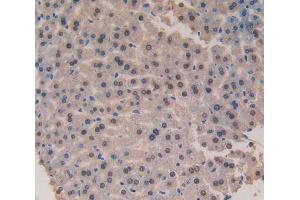Used in DAB staining on fromalin fixed paraffin- embedded liver tissue (Galectin 6 antibody  (AA 1-301))