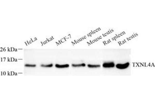 TXNL4A antibody