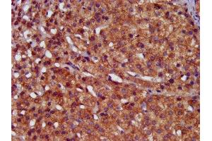 IHC image of ABIN7155077 diluted at 1:400 and staining in paraffin-embedded human adrenal gland tissue performed on a Leica BondTM system.