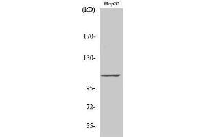 Western Blotting (WB) image for anti-General Transcription Factor IIIC, Polypeptide 2, beta 110kDa (GTF3C2) (N-Term) antibody (ABIN3187242) (GTF3C2 antibody  (N-Term))