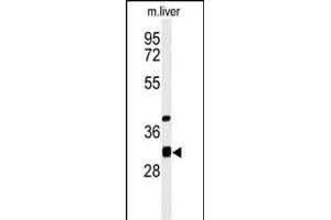 Western blot analysis of ECHDC1 Antibody (C-term) (ABIN653612 and ABIN2842972) in mouse liver tissue lysates (35 μg/lane).