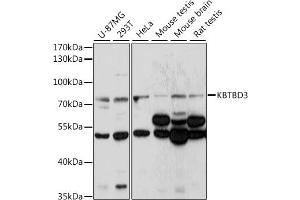 Western blot analysis of extracts of various cell lines, using KBTBD3 antibody (ABIN7268075) at 1:1000 dilution. (KBTBD3 antibody  (AA 520-612))