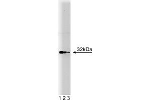 Western Blotting (WB) image for anti-Heme Oxygenase (Decycling) 1 (HMOX1) (AA 150-286) antibody (ABIN968130) (HMOX1 antibody  (AA 150-286))