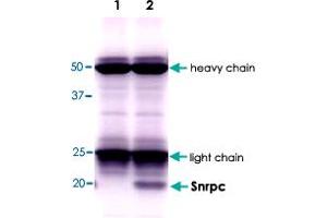 Immunoprecipitation of Snrpc with Snrpc monoclonal antibody, clone 4H12 .