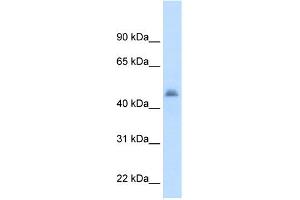 WB Suggested Anti-CYP3A7 Antibody Titration:  2. (CYP3A7 antibody  (Middle Region))