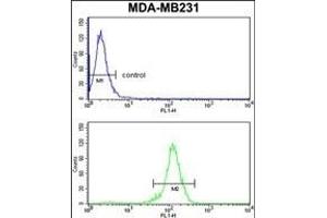 RBBP7 Antibody (N-term) (ABIN652773 and ABIN2842509) flow cytometry analysis of MDA-M cells (bottom histogram) compared to a negative control cell (top histogram). (RBBP7 antibody  (N-Term))