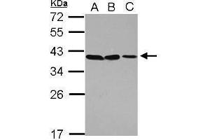 WB Image Sample (30 ug of whole cell lysate) A: A549 B: H1299 C: HCT116 12% SDS PAGE antibody diluted at 1:1000 (POU6F1 antibody)