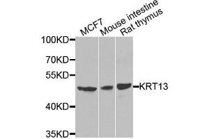 Western blot analysis of extracts of various cell lines, using KRT13 antibody. (Cytokeratin 13 antibody  (AA 269-458))