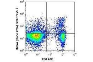 Flow Cytometry (FACS) image for anti-IKAROS Family Zinc Finger 2 (IKZF2) antibody (PerCP-Cy5.5) (ABIN2660194) (IKZF2 antibody  (PerCP-Cy5.5))