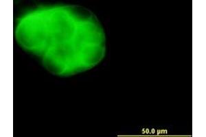 Image no. 3 for anti-dephospho-CoA Kinase Domain Containing (DCAKD) (AA 113-201) antibody (ABIN466243) (DCAKD antibody  (AA 113-201))