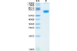 CLEC9A Protein (AA 57-264) (Fc Tag)