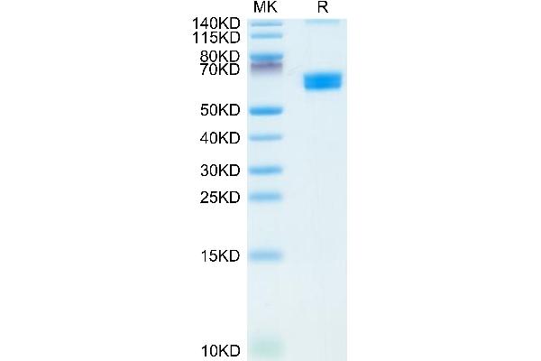 CLEC9A Protein (AA 57-264) (Fc Tag)