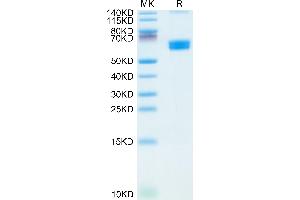 Mouse CLEC9A on Tris-Bis PAGE under reduced condition. (CLEC9A Protein (AA 57-264) (Fc Tag))