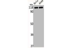 Western Blot analysis of HELA A549 cells using IARS2 Polyclonal Antibody (IARS2 antibody  (N-Term))