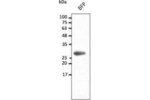 Western Blotting (WB) image for anti-BFP Fluorescent Protein antibody (ABIN7273077) (BFP Fluorescent Protein antibody)