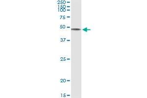 CD86 (Human) IP-WB Antibody Pair