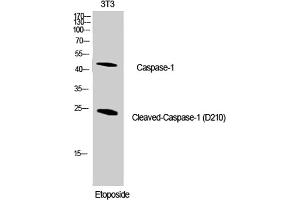 Western Blot analysis of NIH-3T3 cells using Cleaved-Caspase-1 (D210) Polyclonal Antibody diluted at 1:1000. (Caspase 1 antibody  (Cleaved-Asp210))